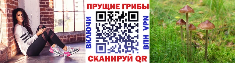 Псилоцибиновые грибы Psilocybe  Порхов 